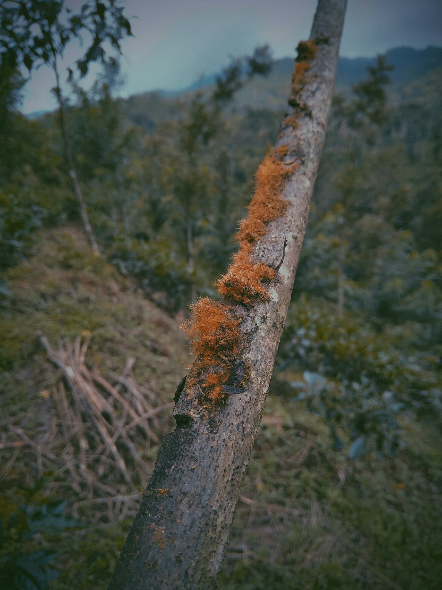 live in nature