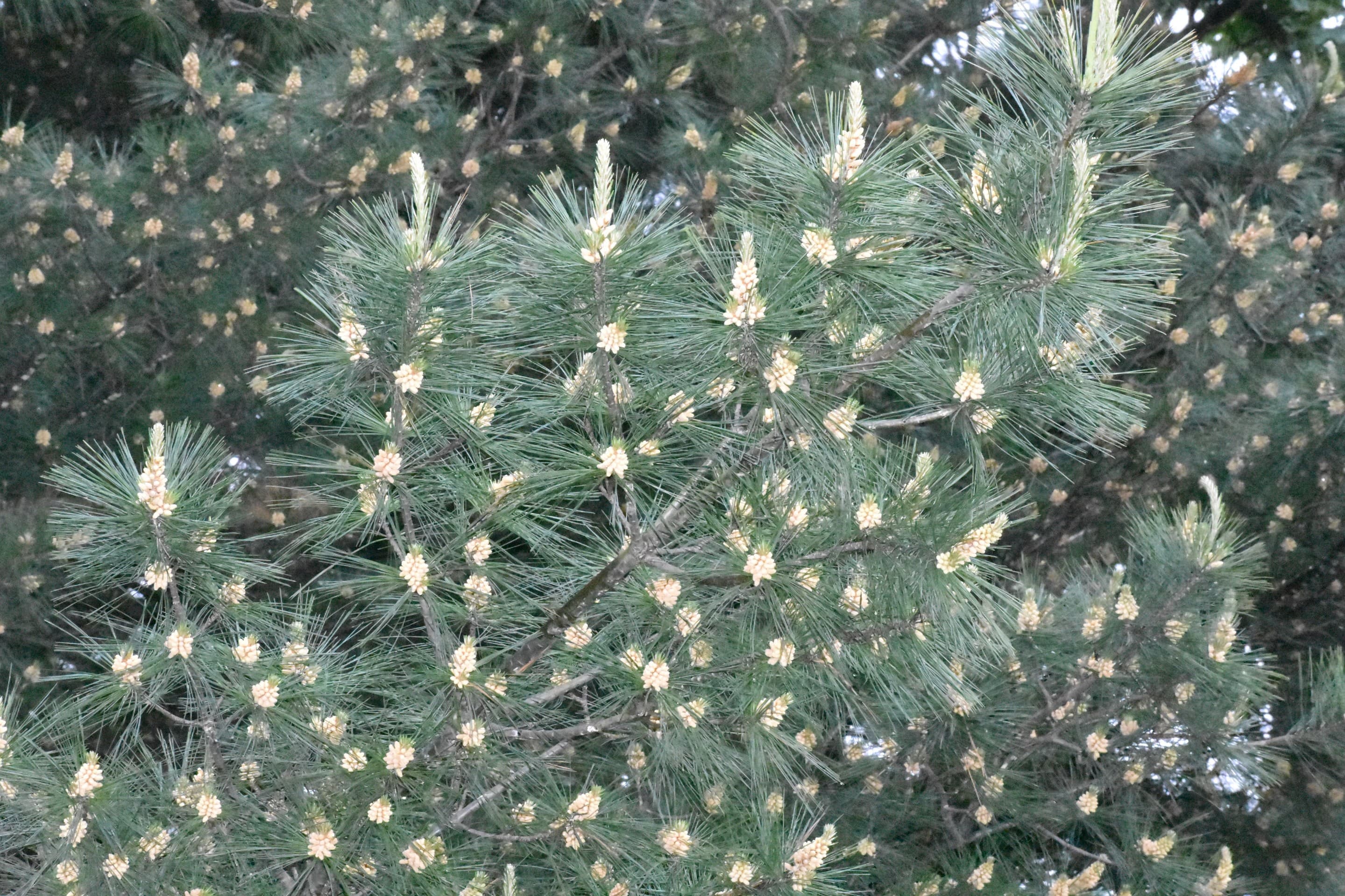 pine flower