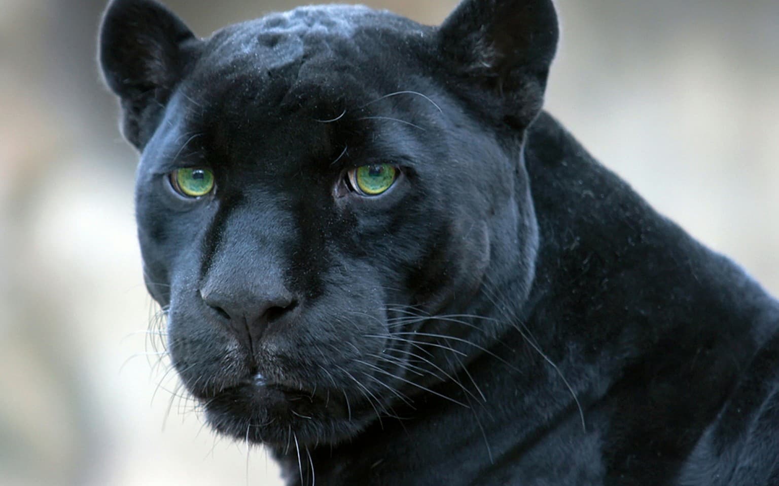 black panther