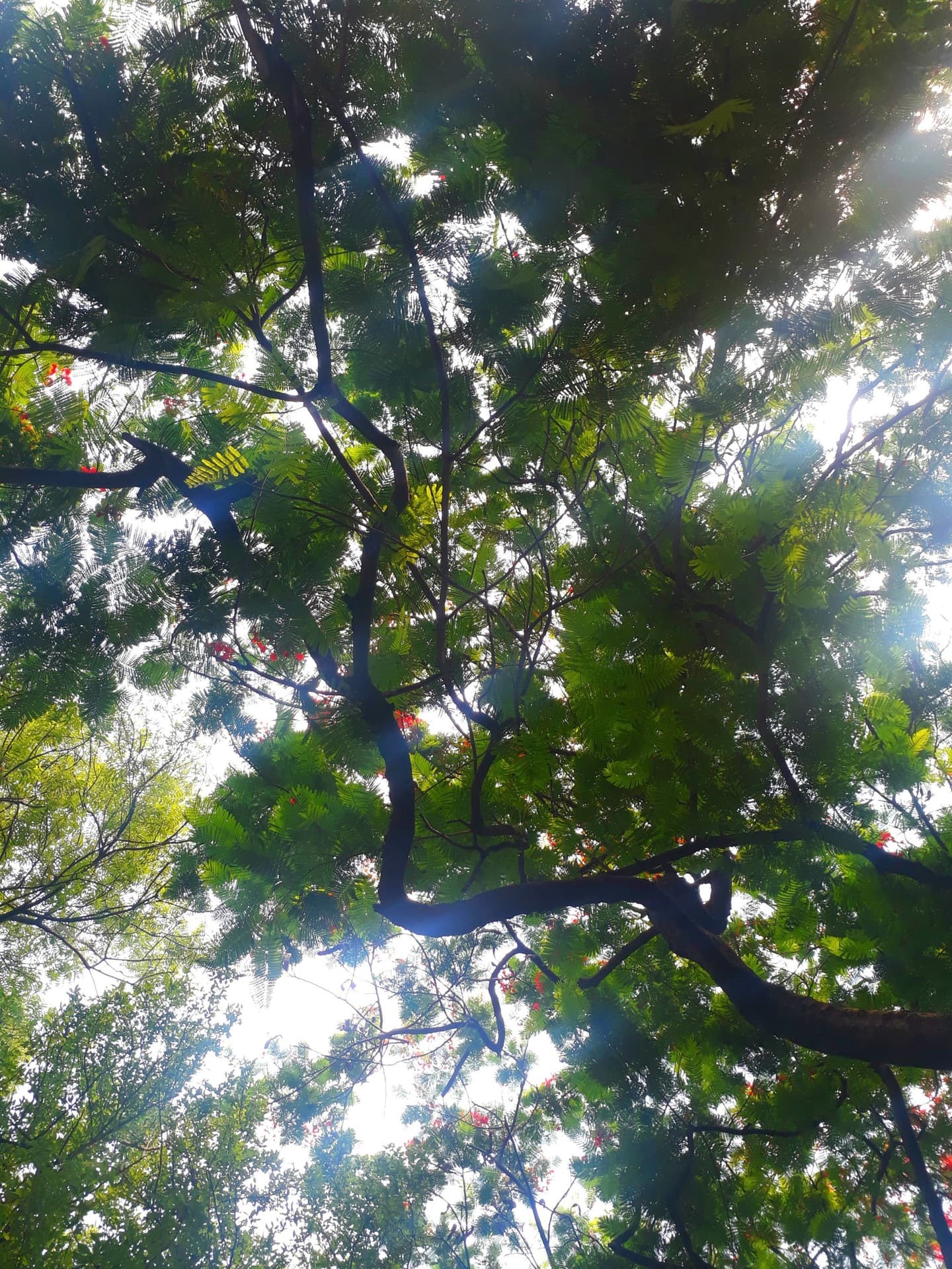 greenery