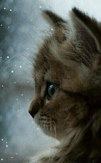 billi