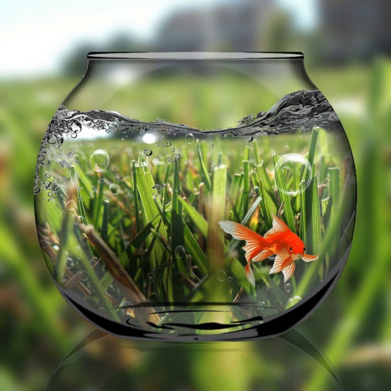 Goldfish