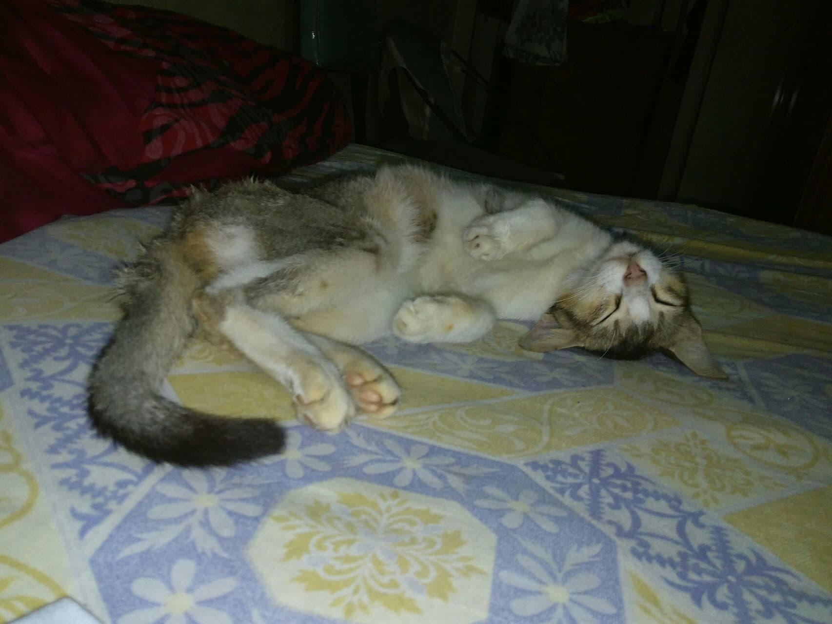 cat