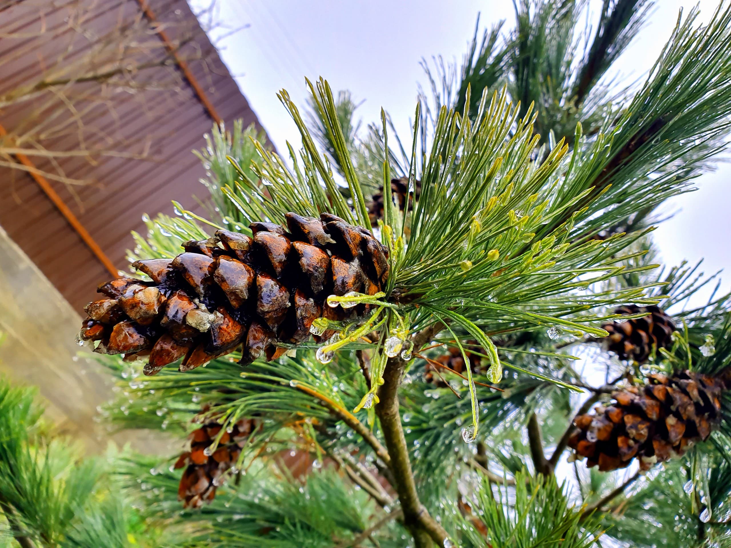 fir-cone in the ice