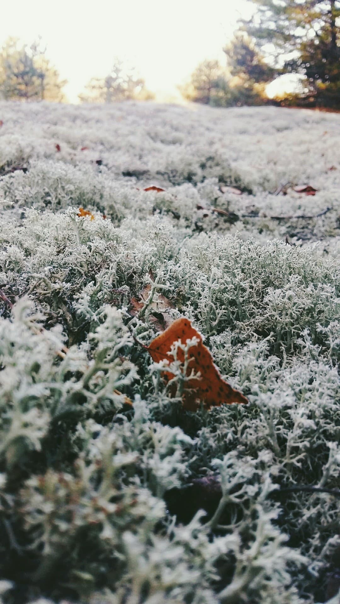 nature of Belarus