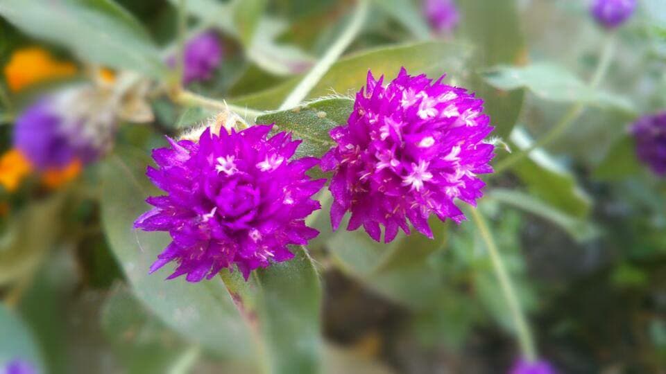 flower