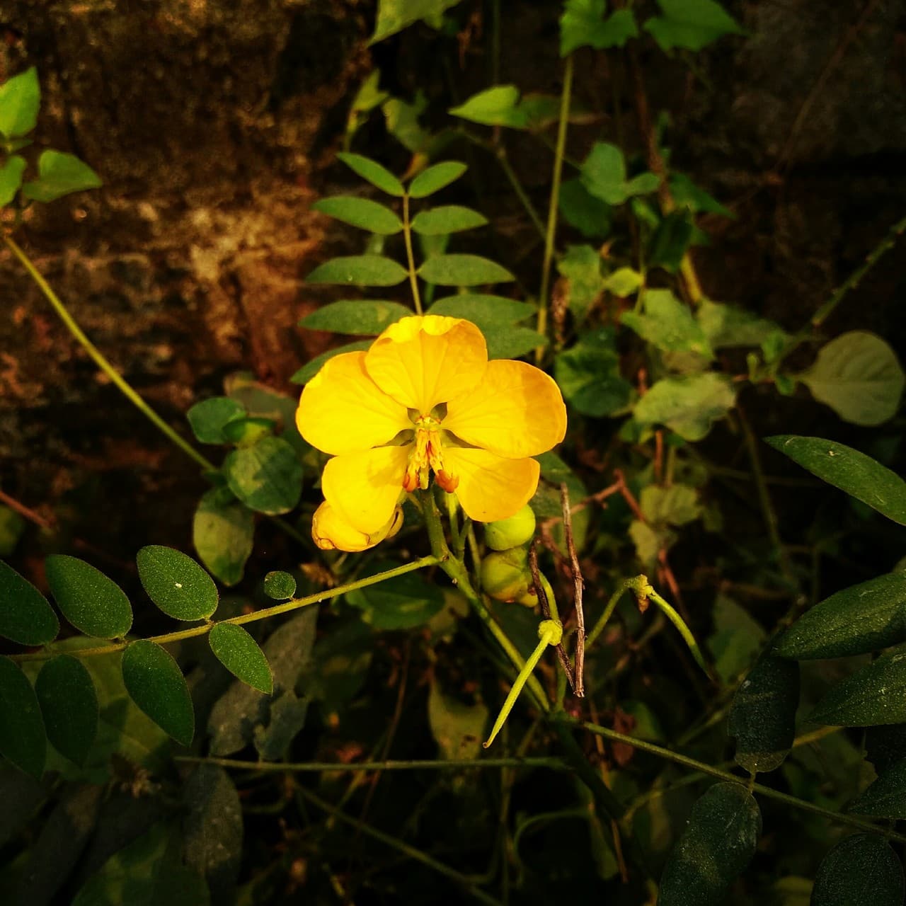 Yellow Flower