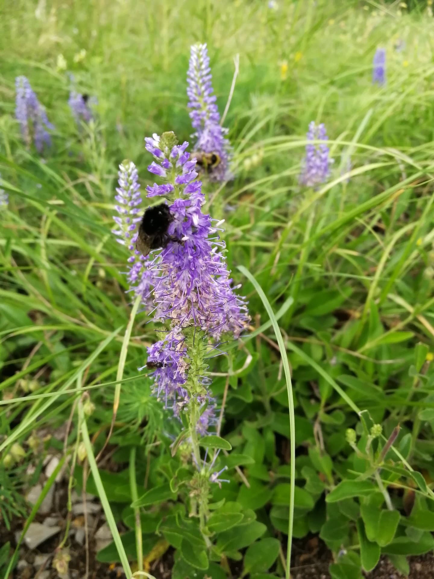 nature