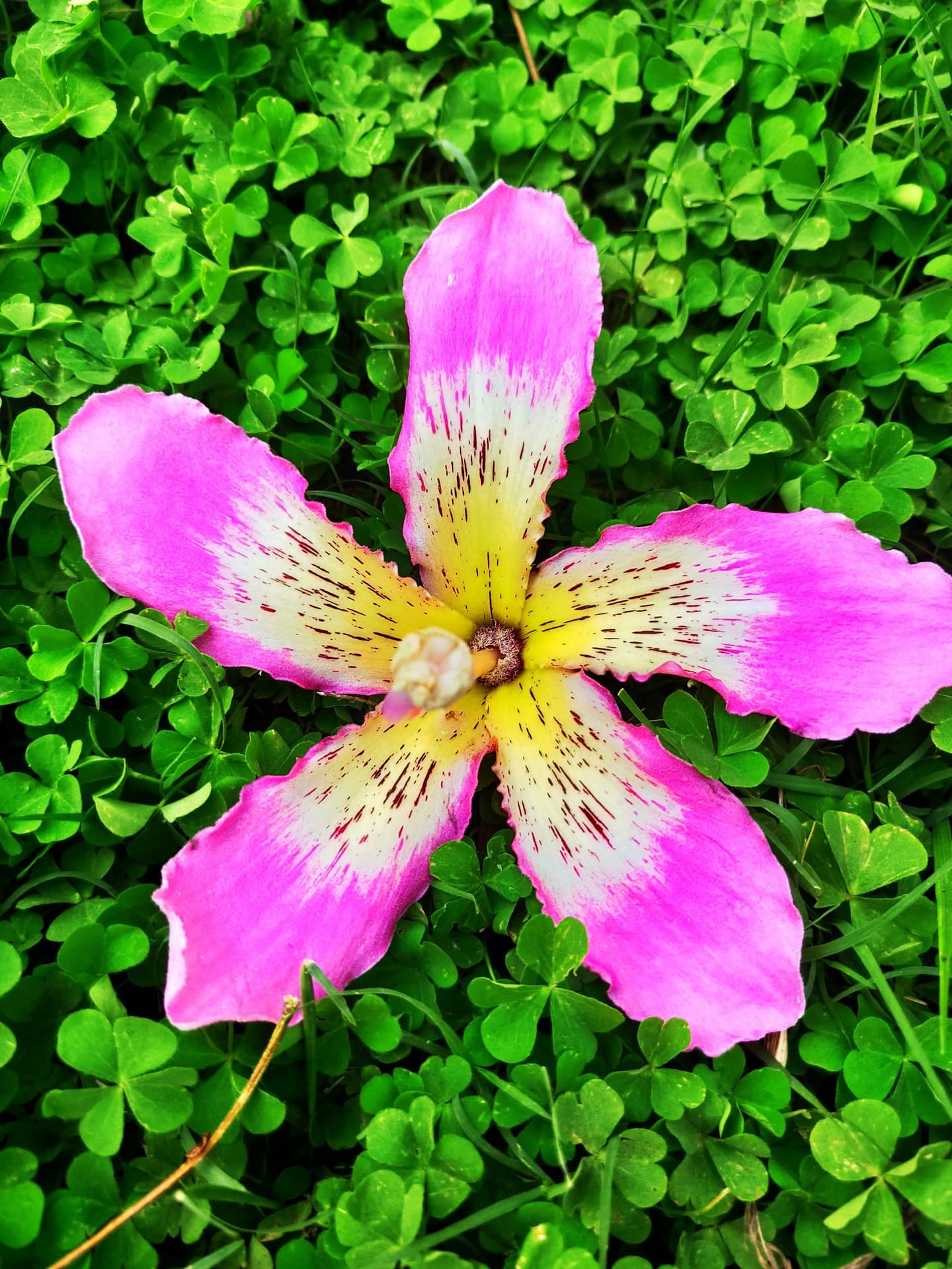 Flower