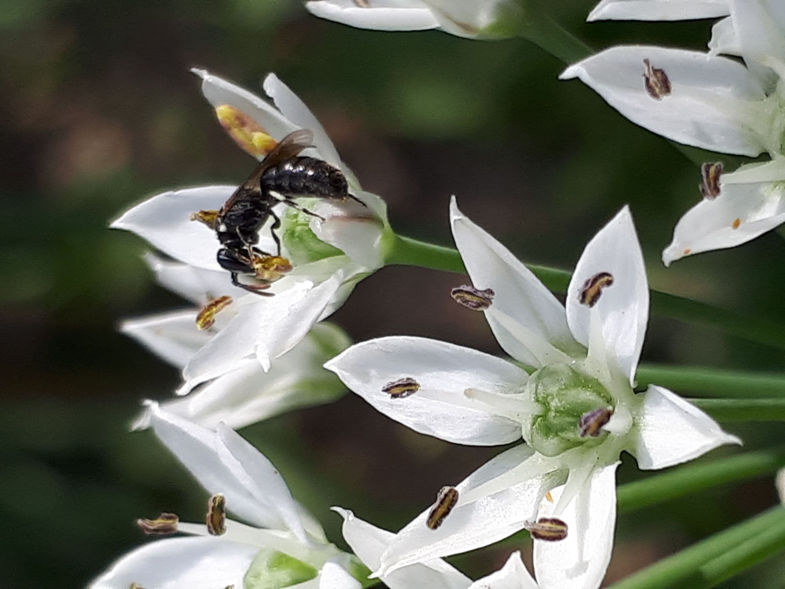 bee & flowers
