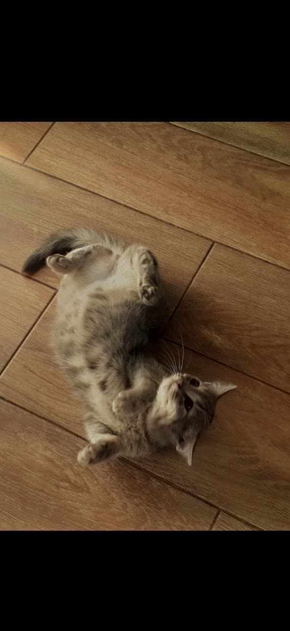 cat :")