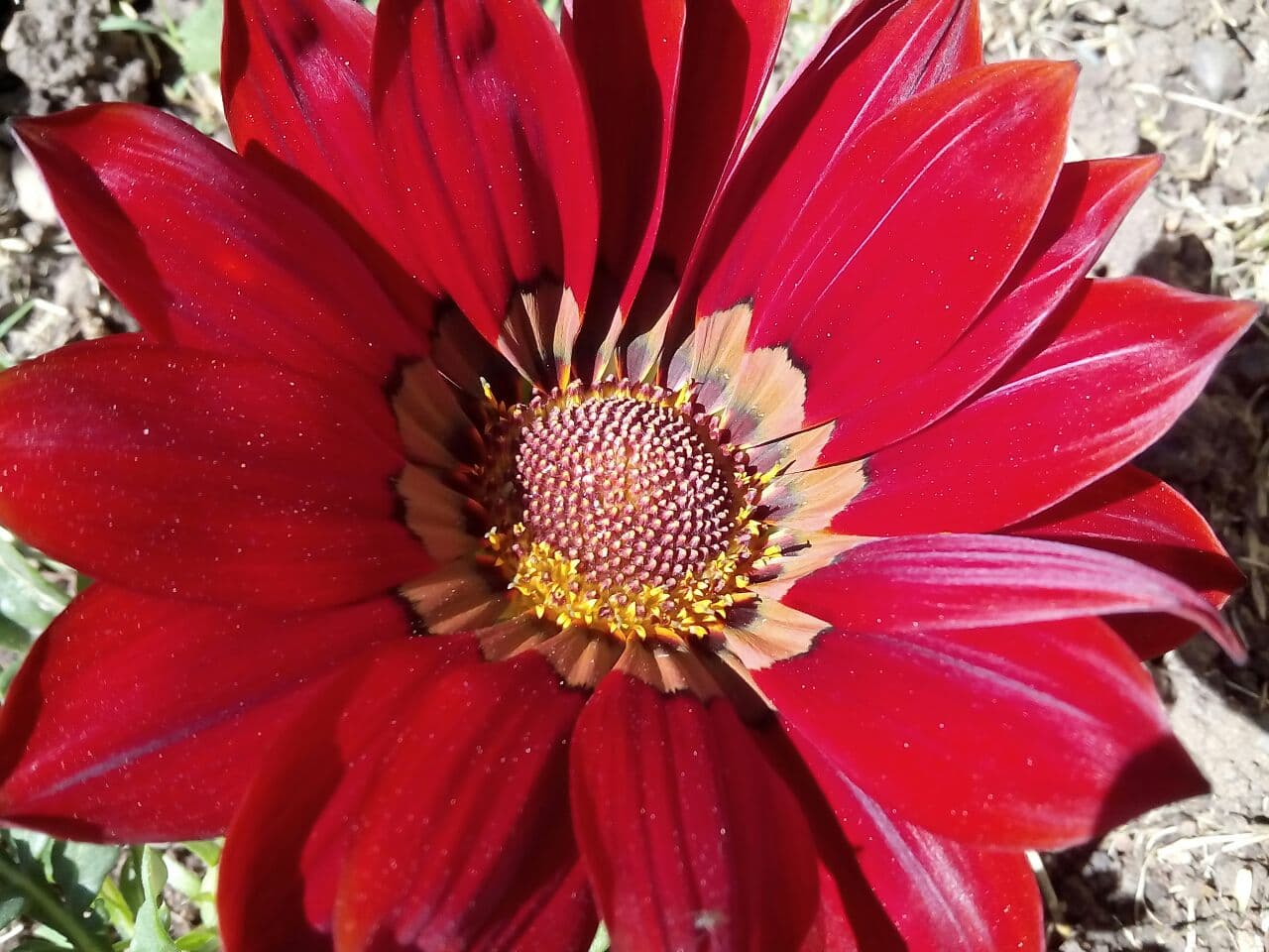Red flower
