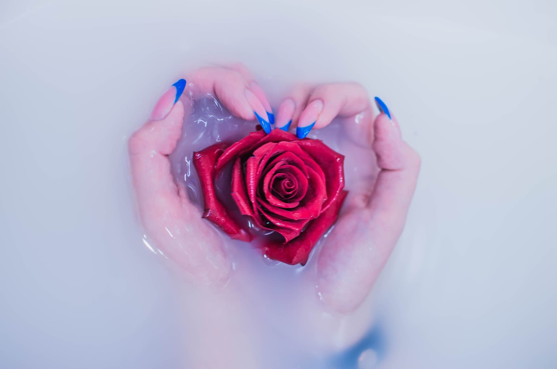 rose