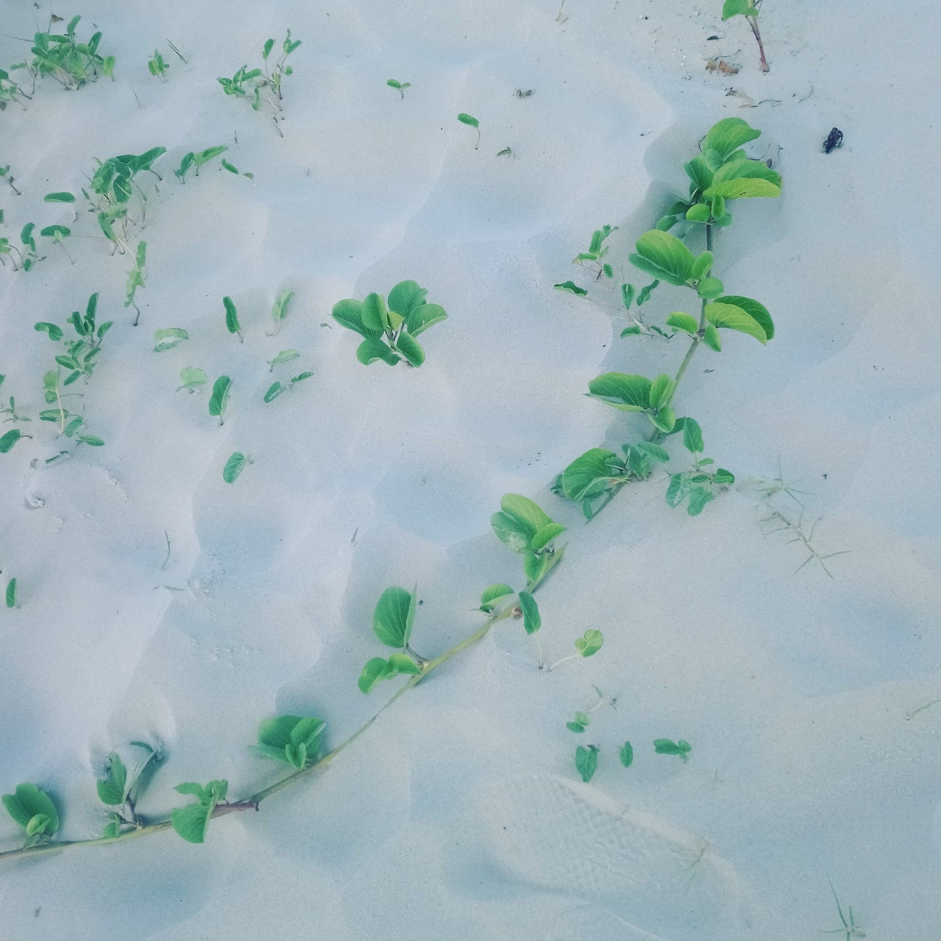 Galveston Beach sand
