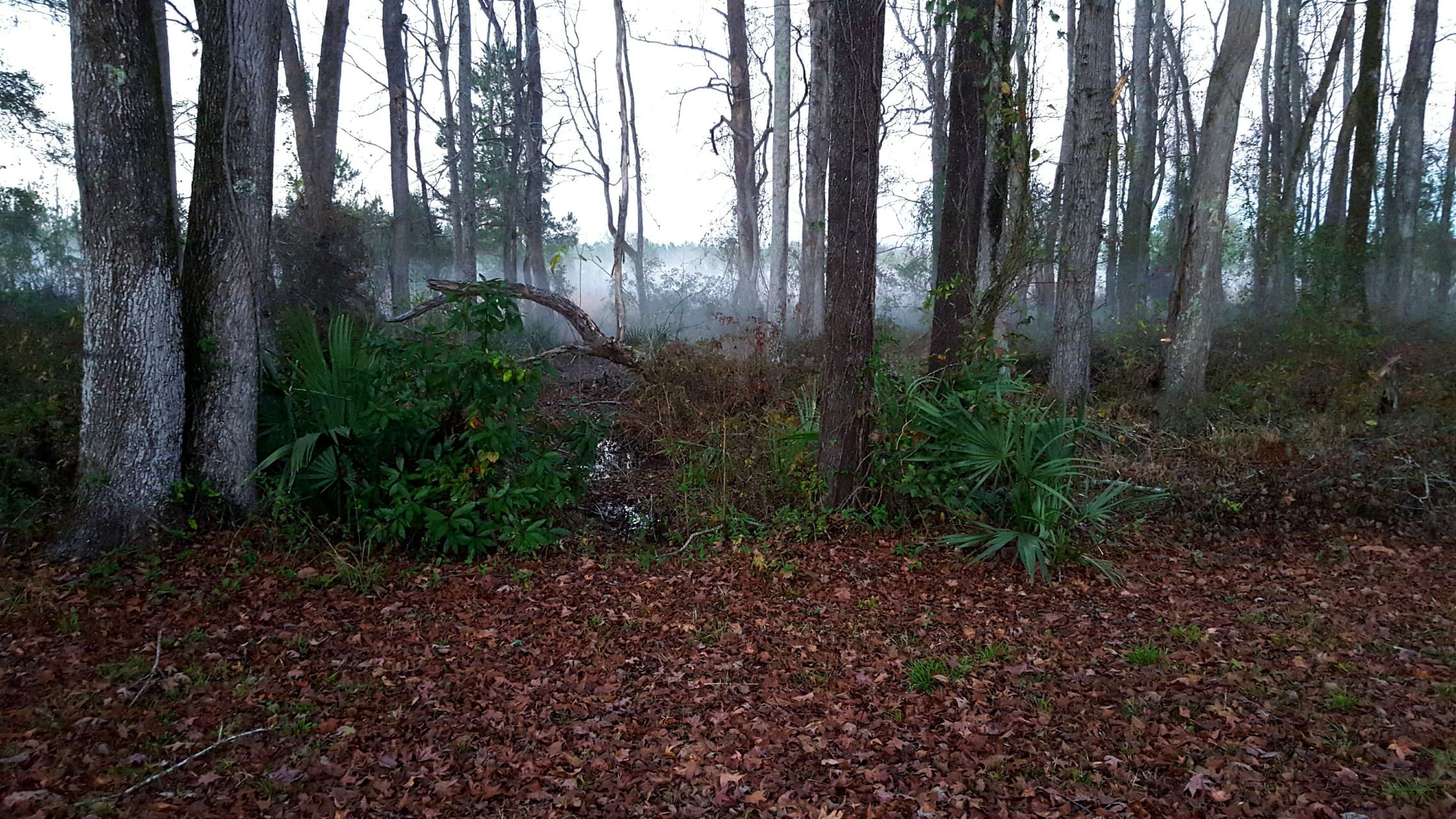Foggy Day