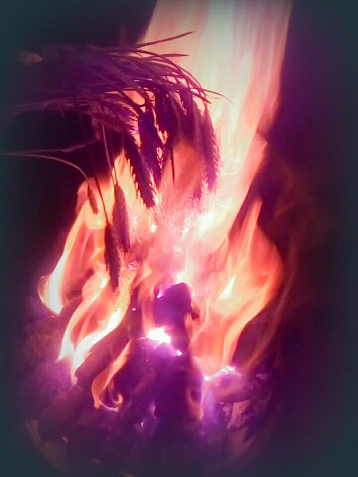 Holi