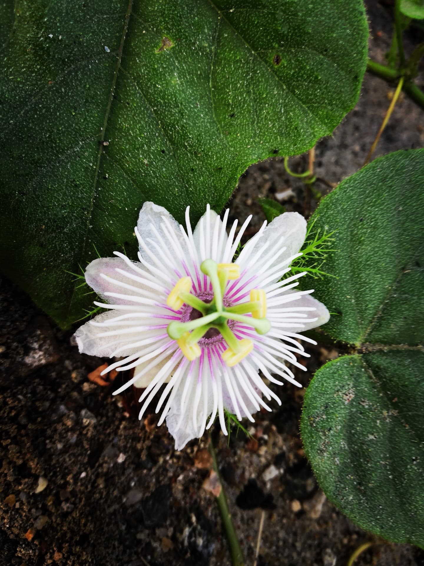 nice pic