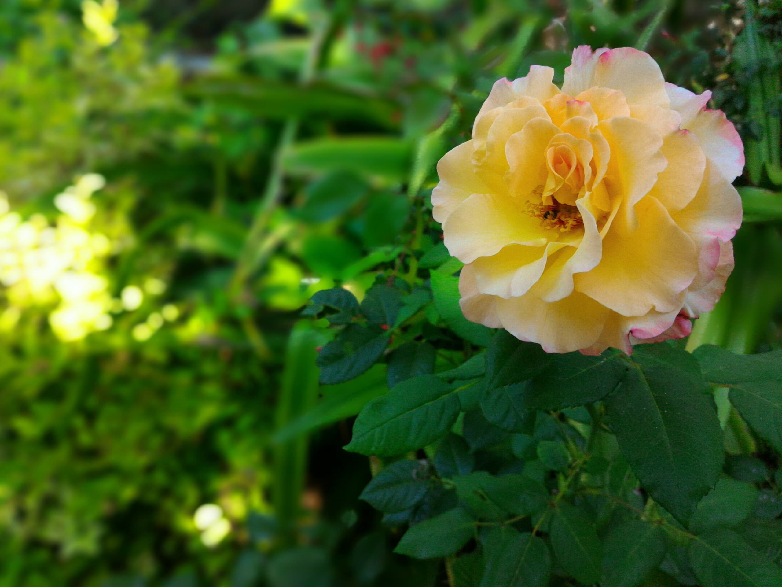 Rose