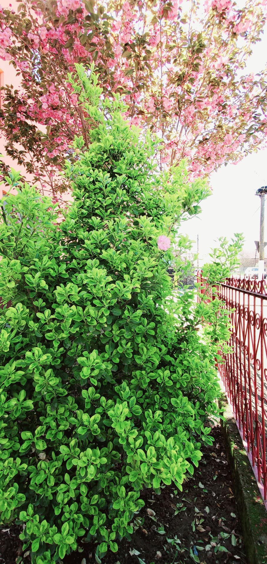 green-peenk