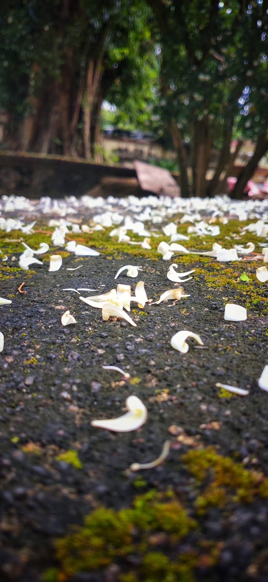 broken pettels
