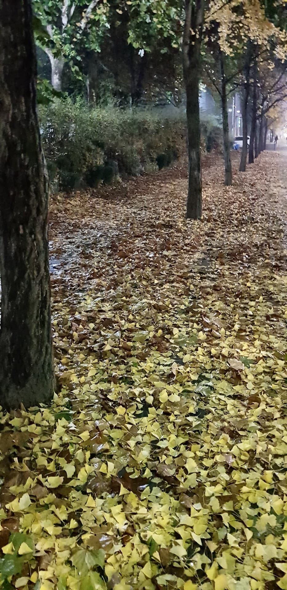 은행잎