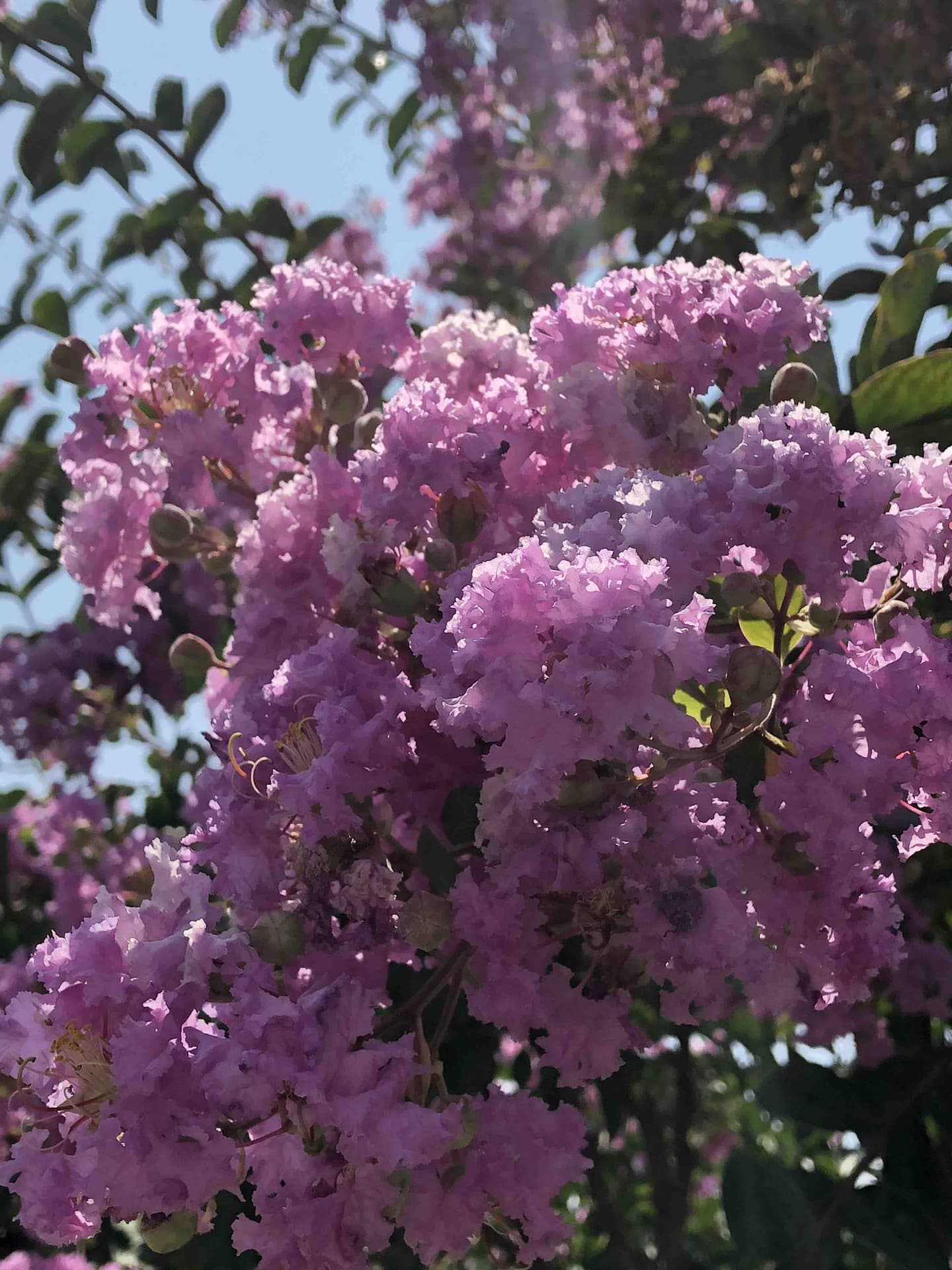 Purple Flowers