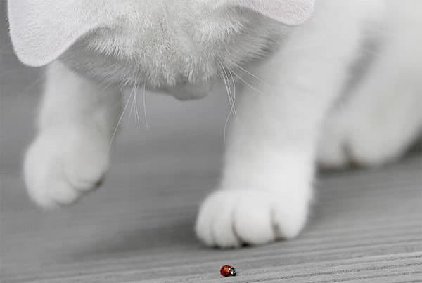 Curious as a Cat