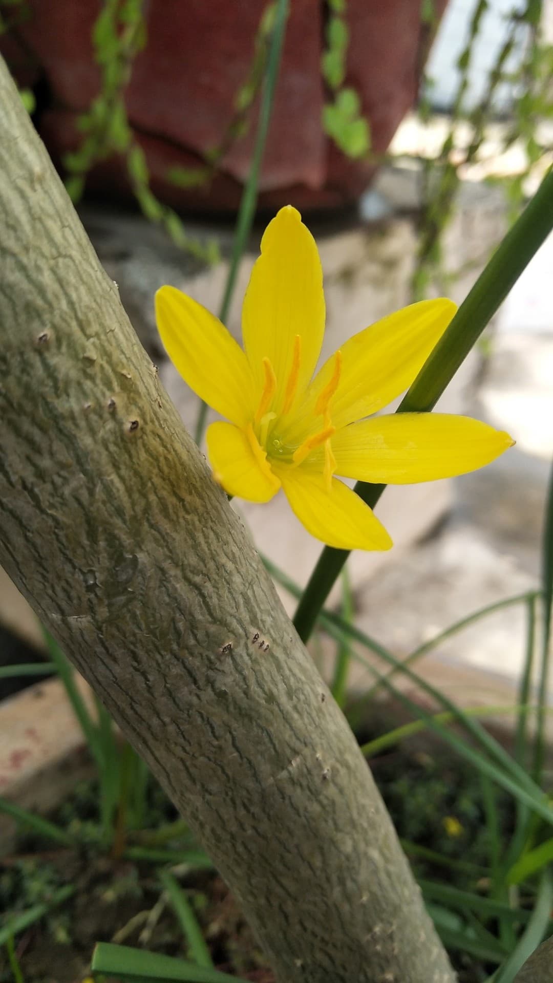 flower