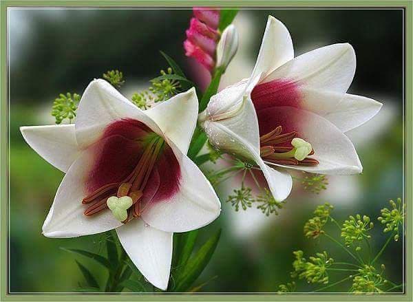 flower beautiful