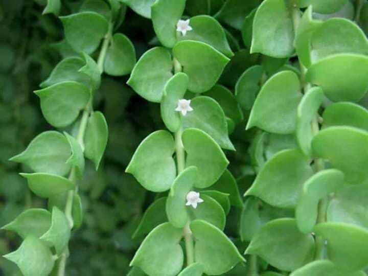 Succulent