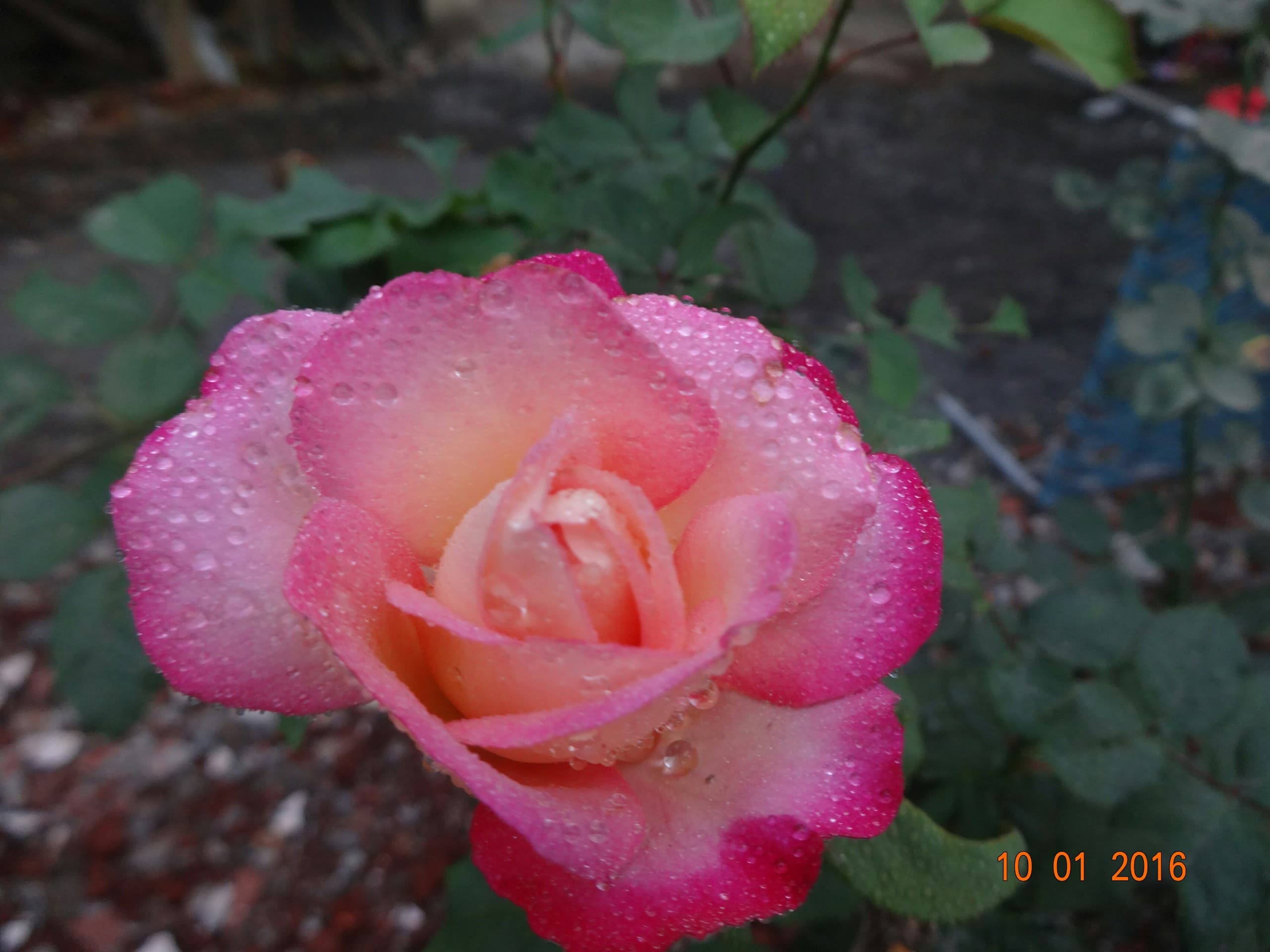 pinkrose