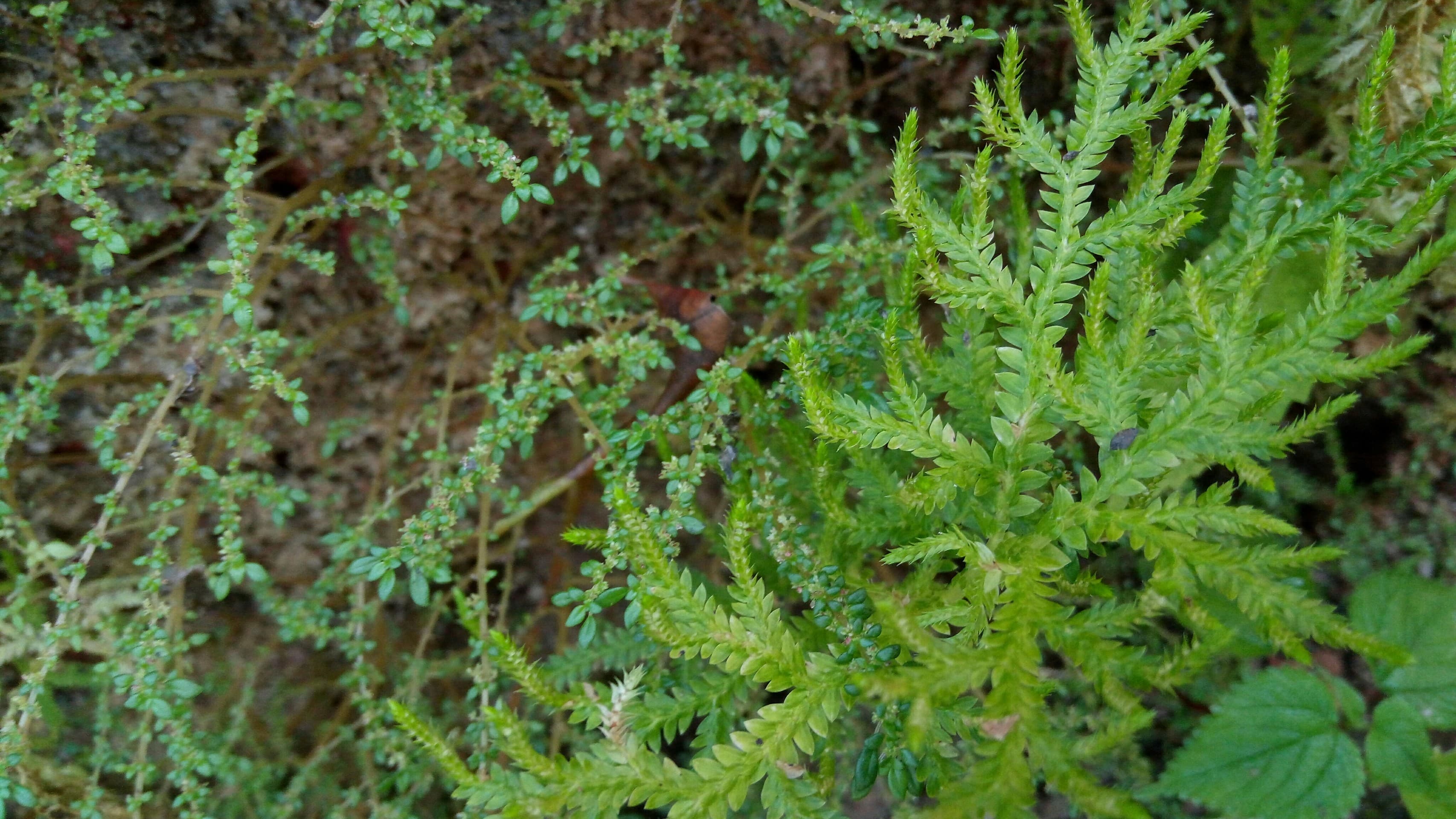 mossy