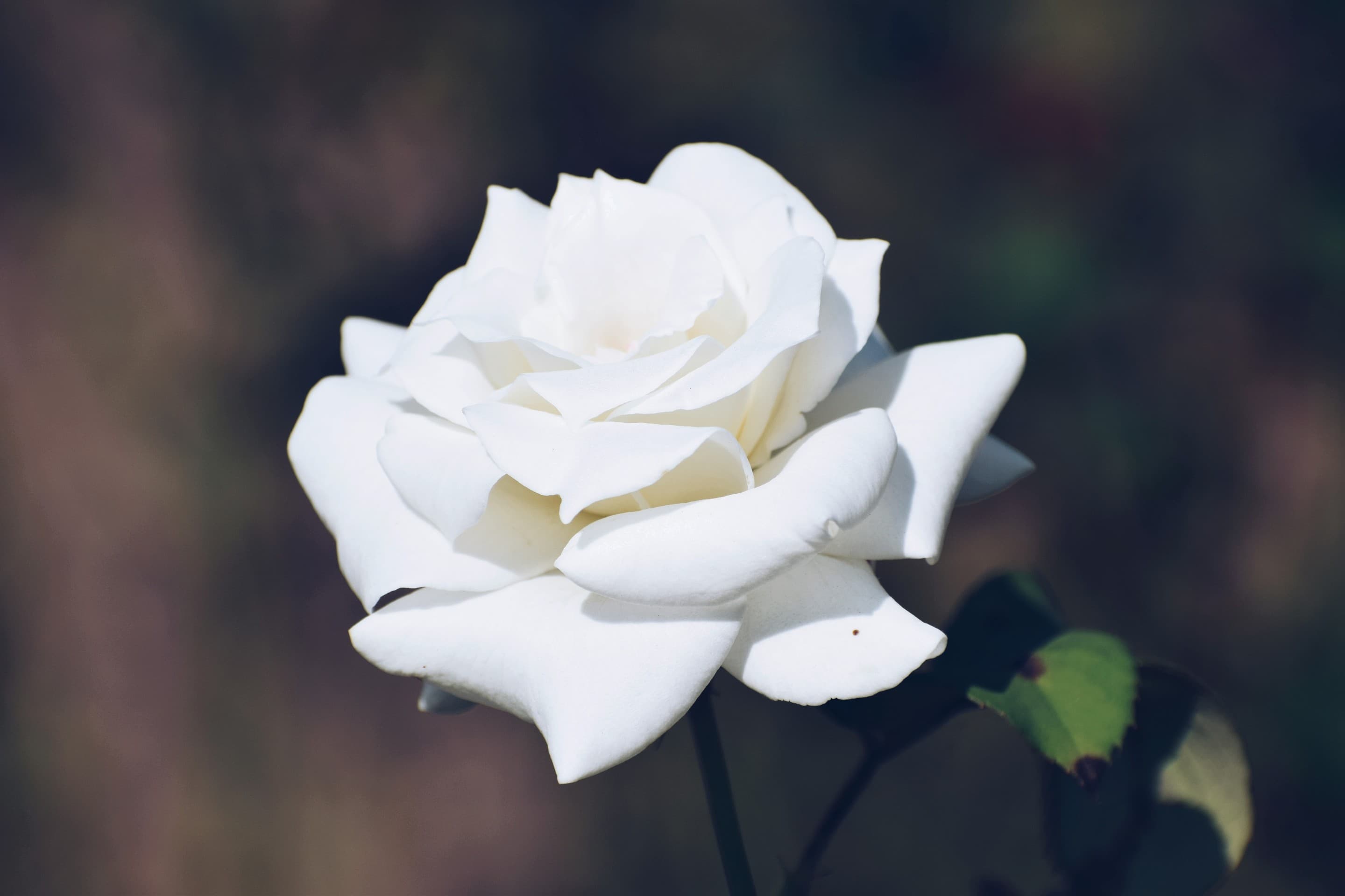Kashmiri Rose