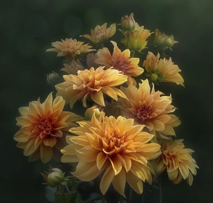 Chrysanthemum