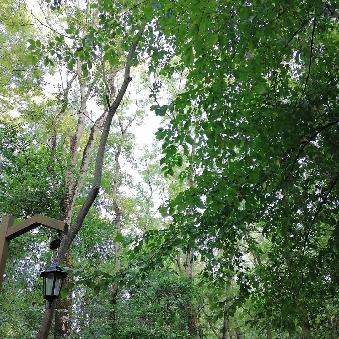 forest