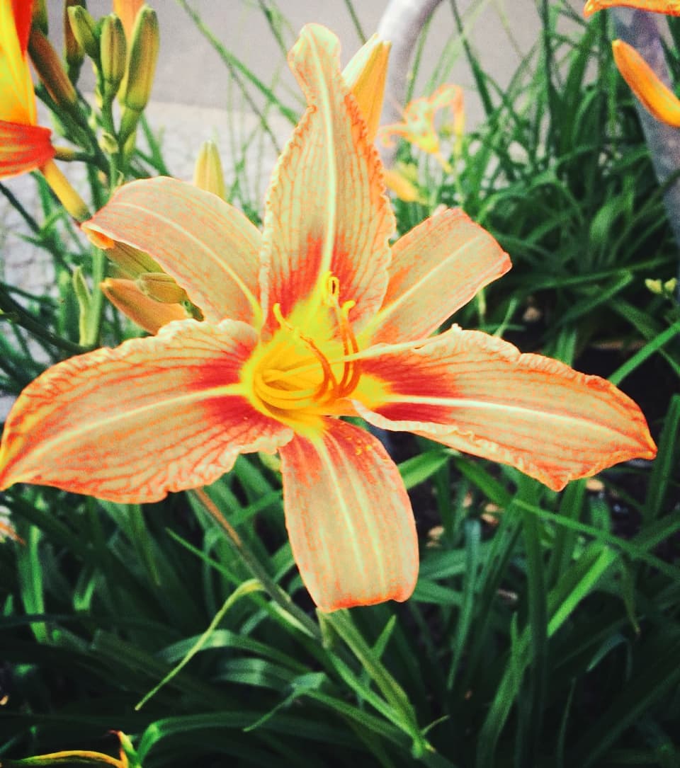 Flores de primavera
