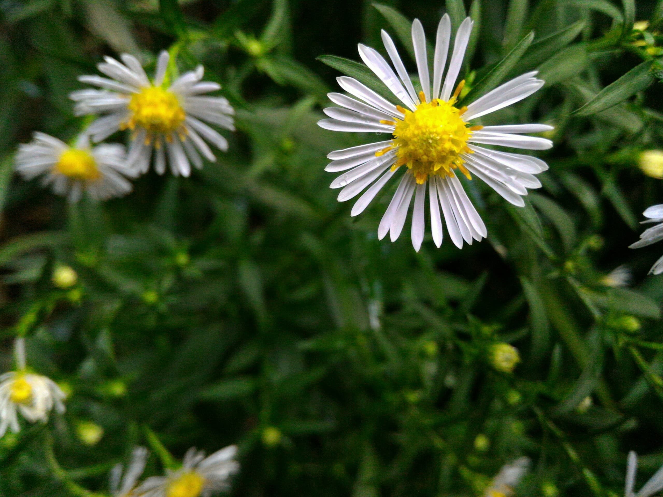 Daisy