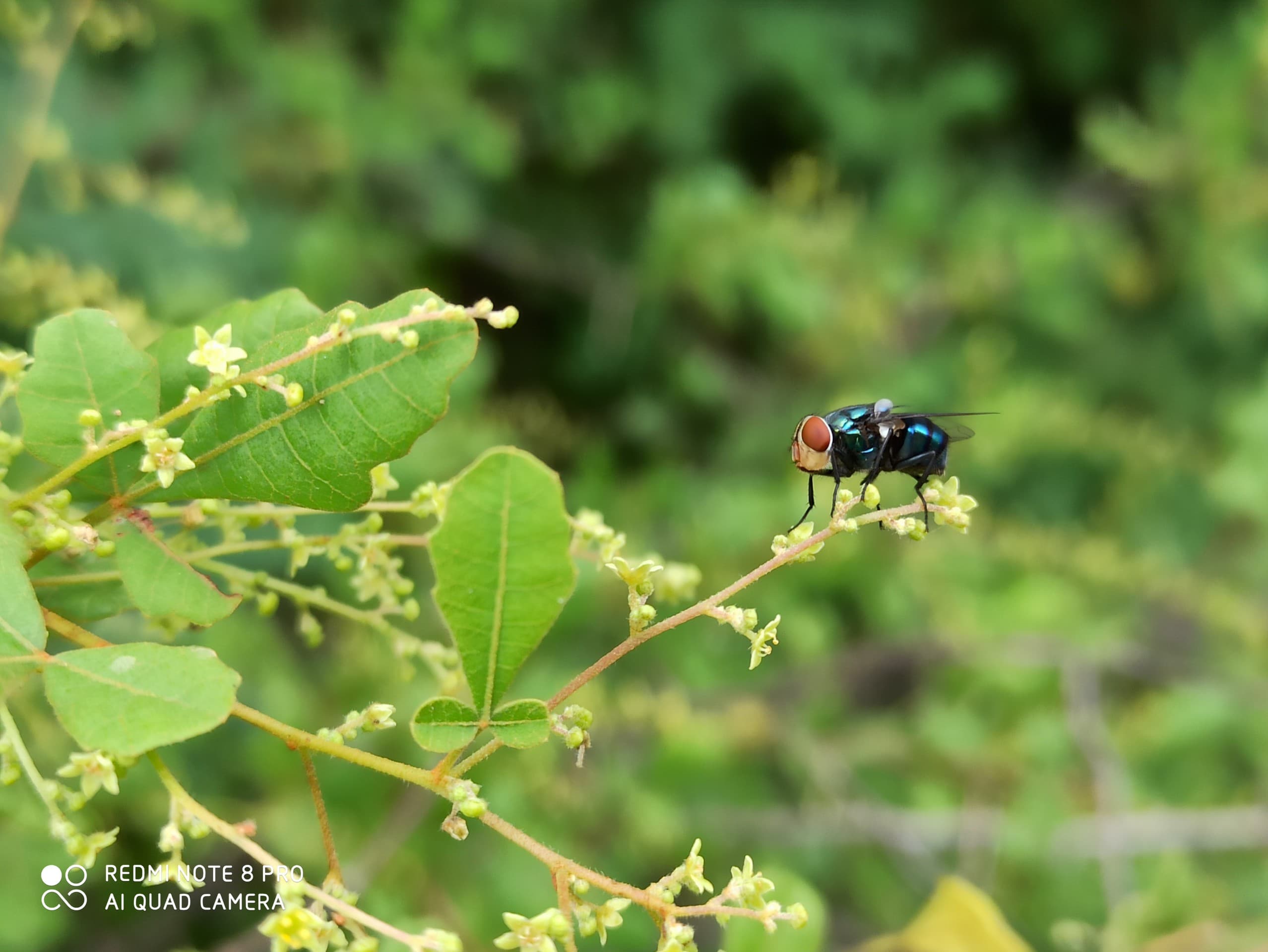 Nature