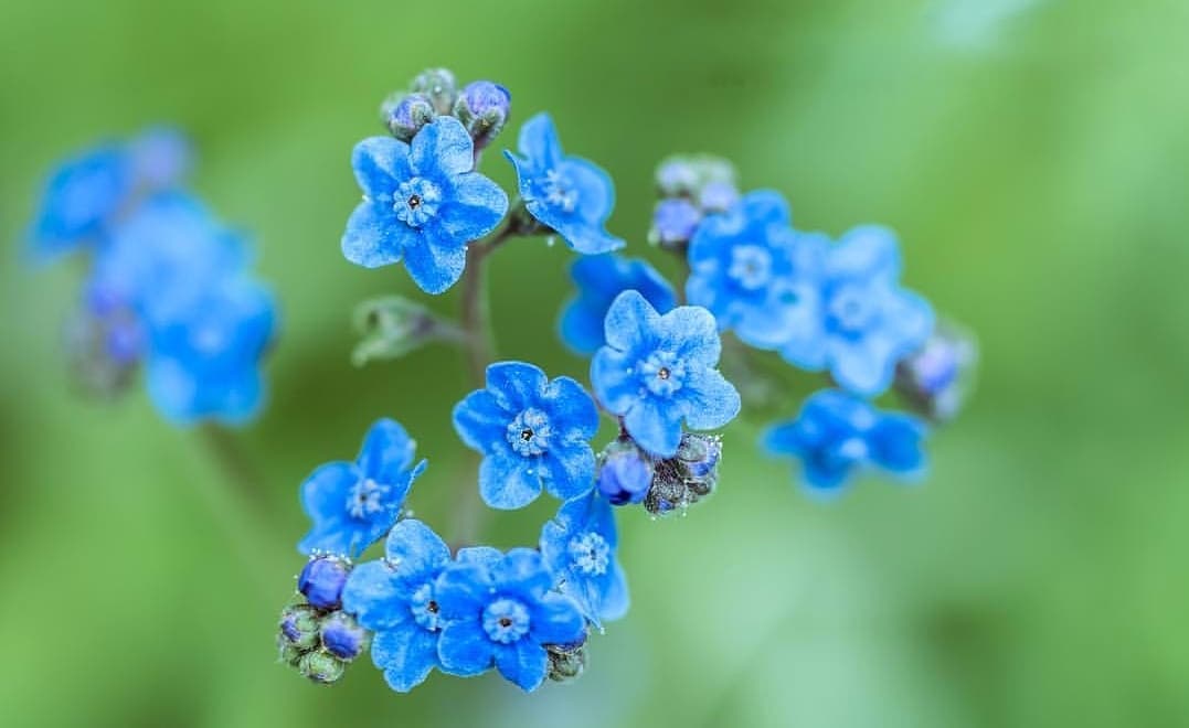 forget-me-not