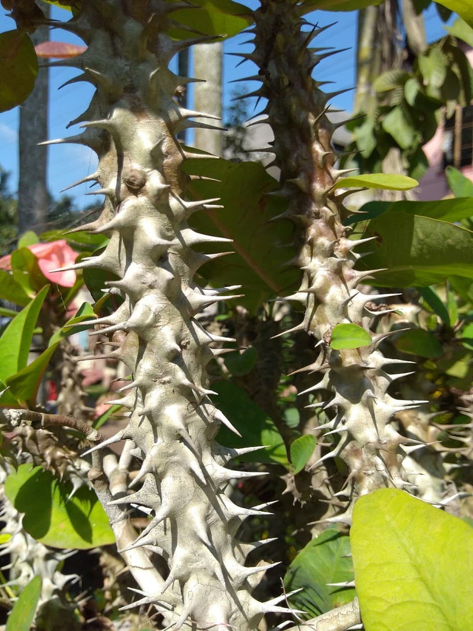 Thorns