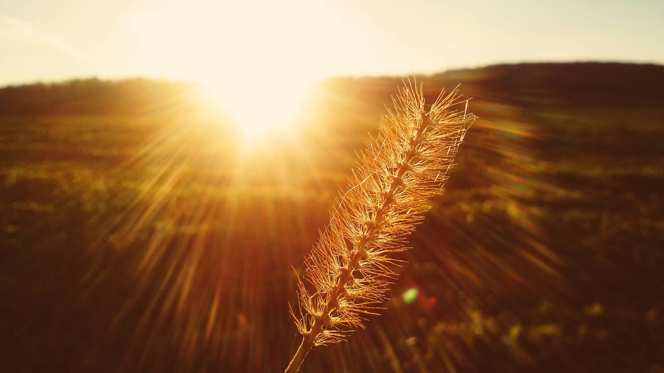 Sunshine