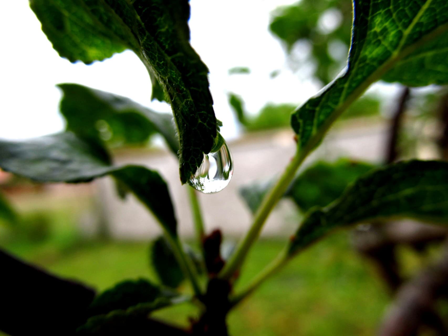 Teardrop