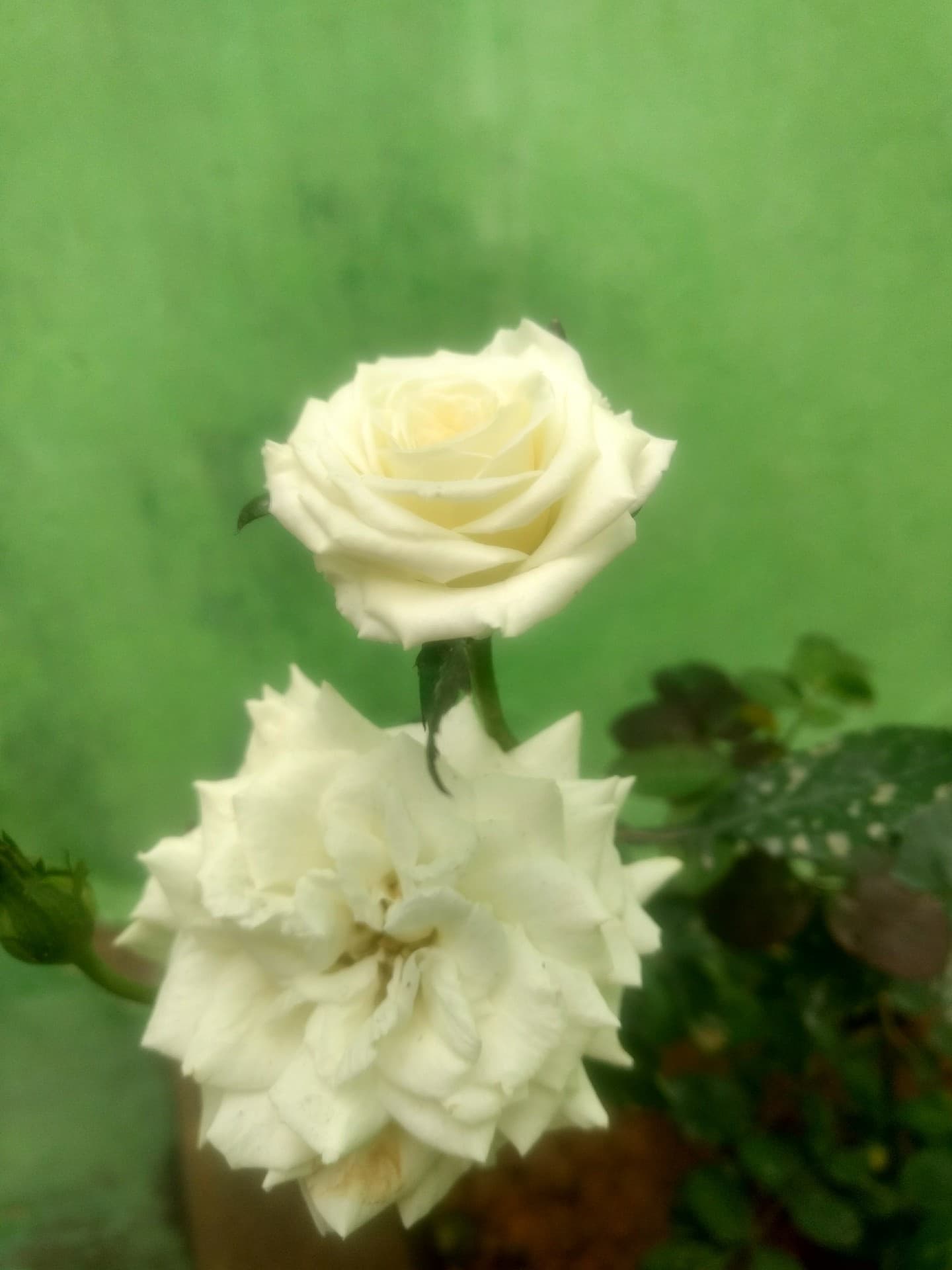 Whit rose
