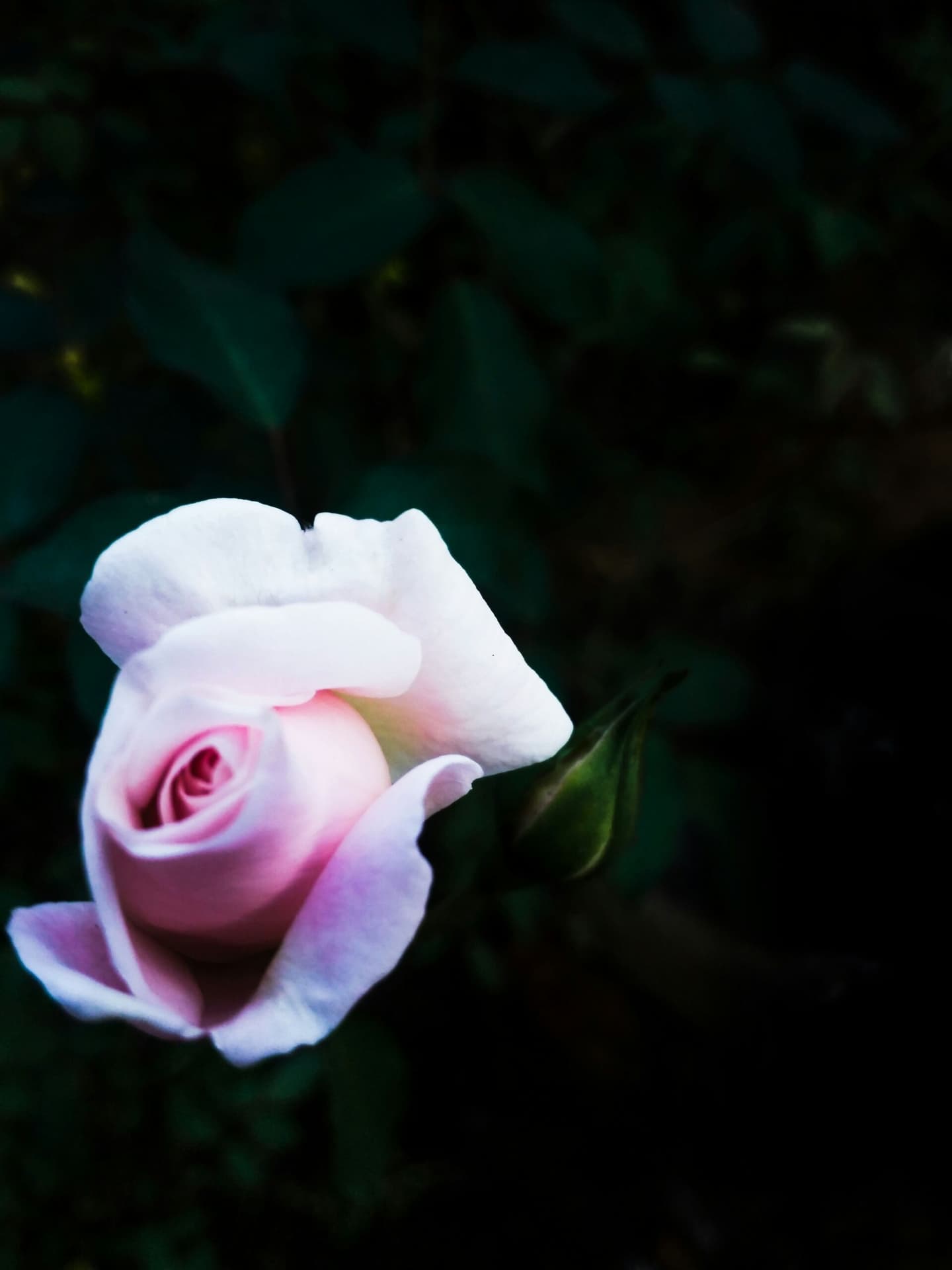 Pink rose