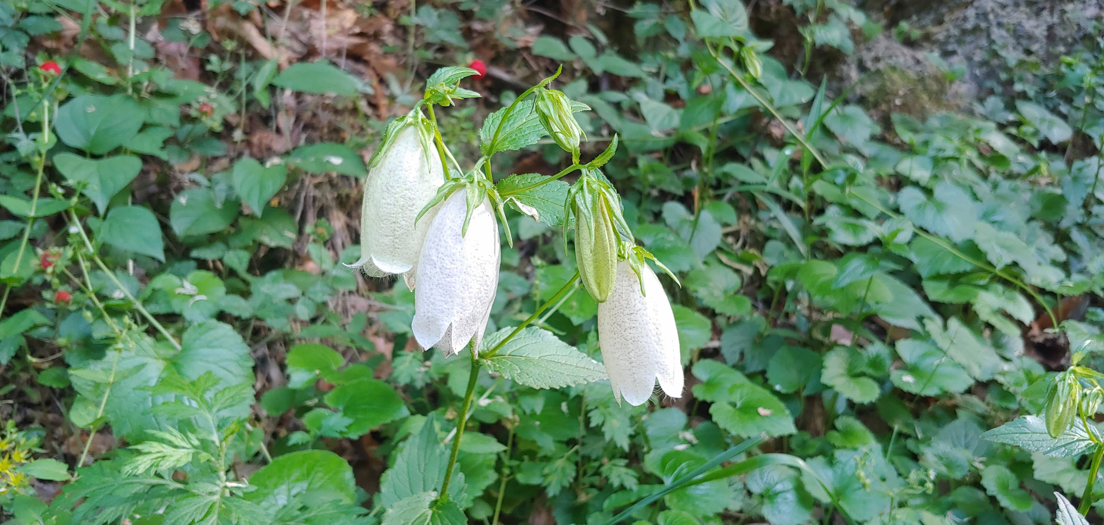 white flower^^