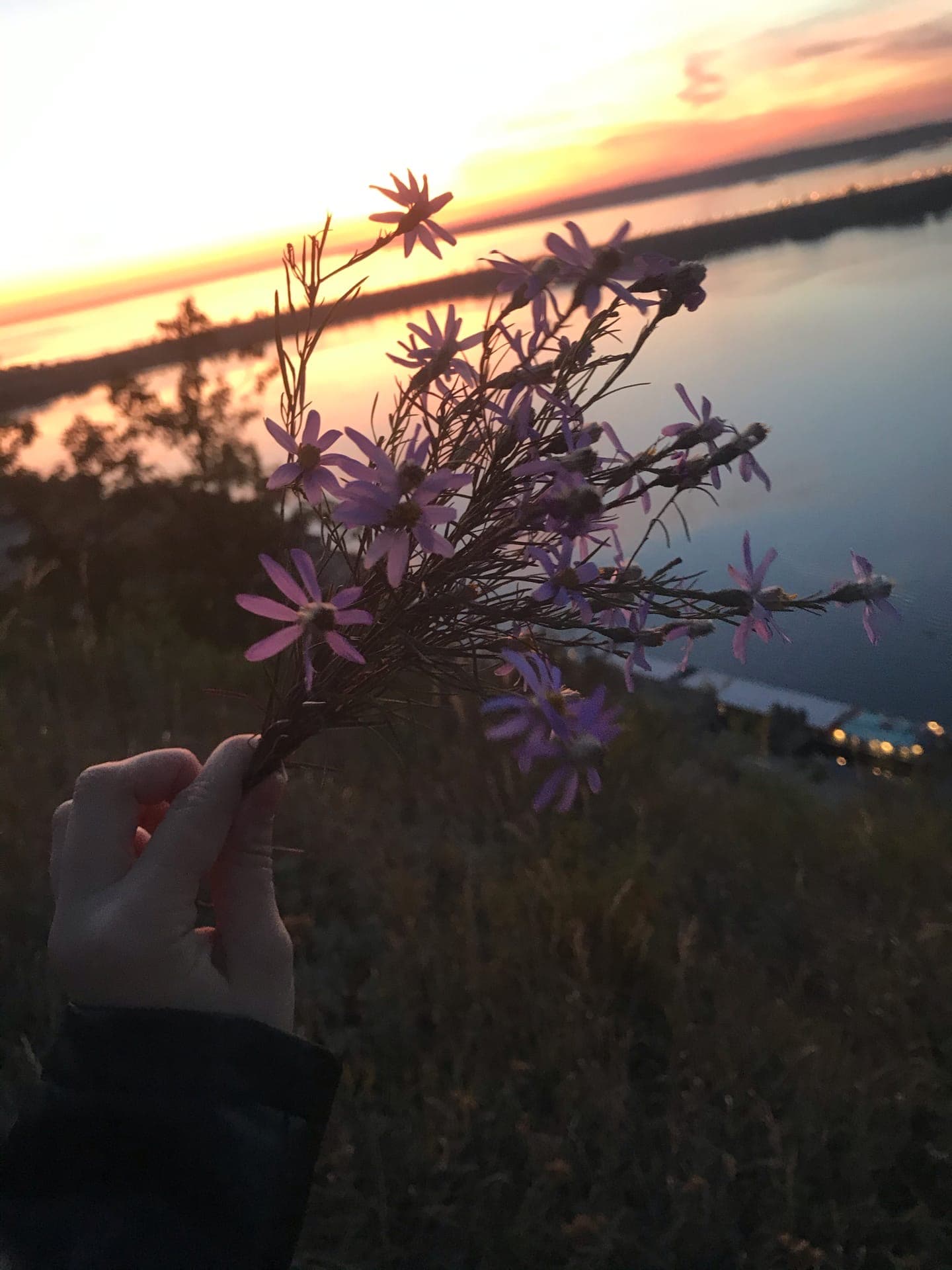 Цветы на фоне заката