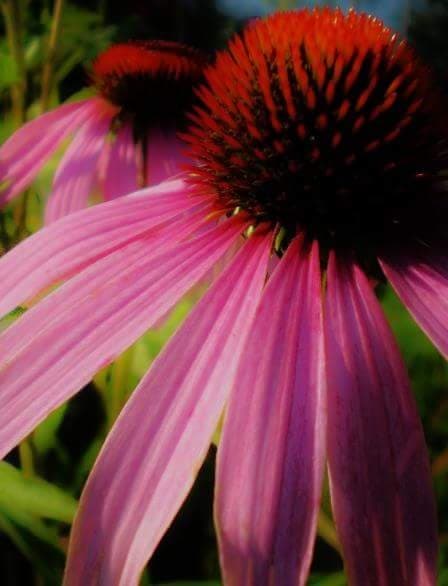 Big Bloom