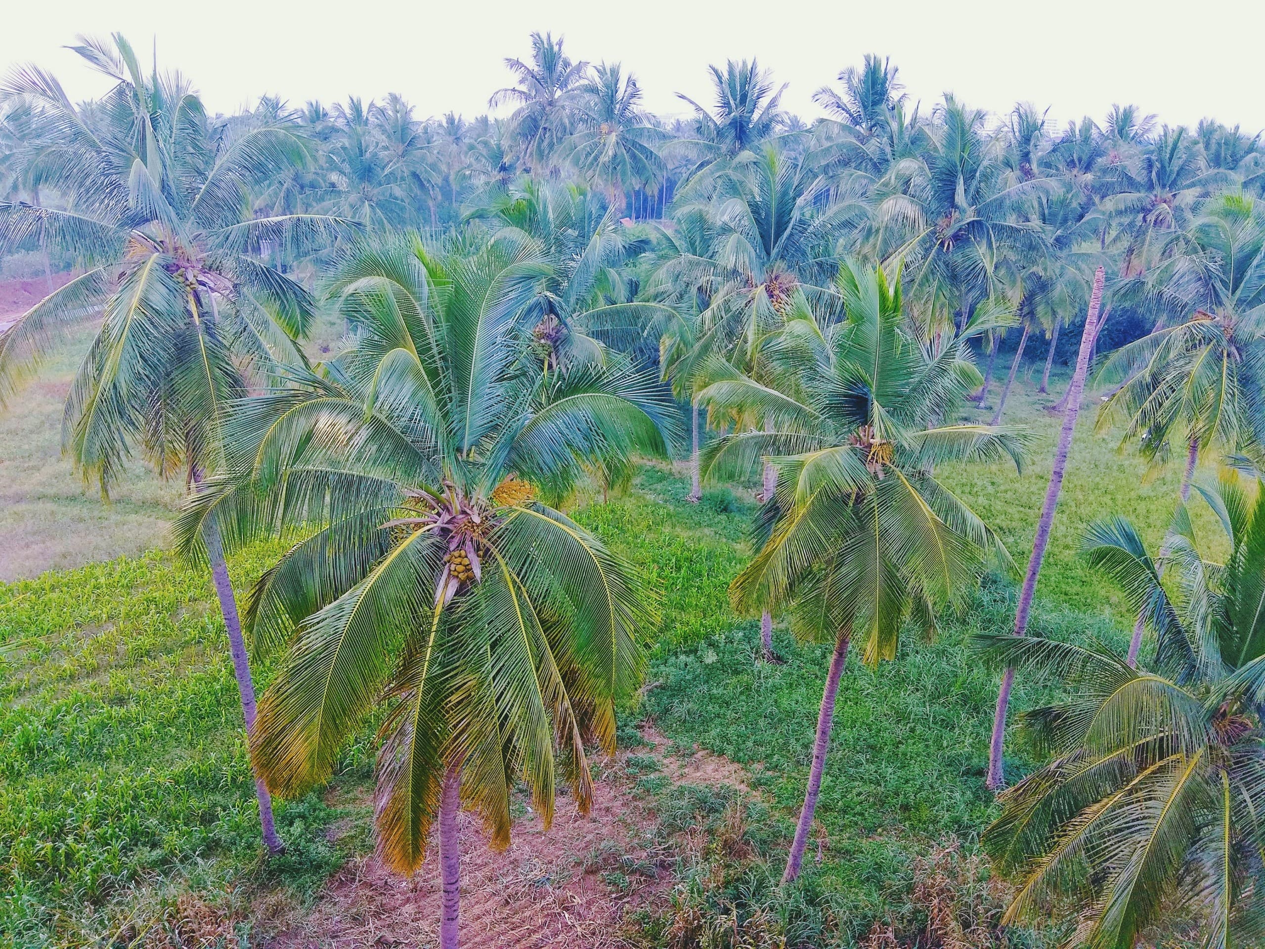 Monsoon. Click
