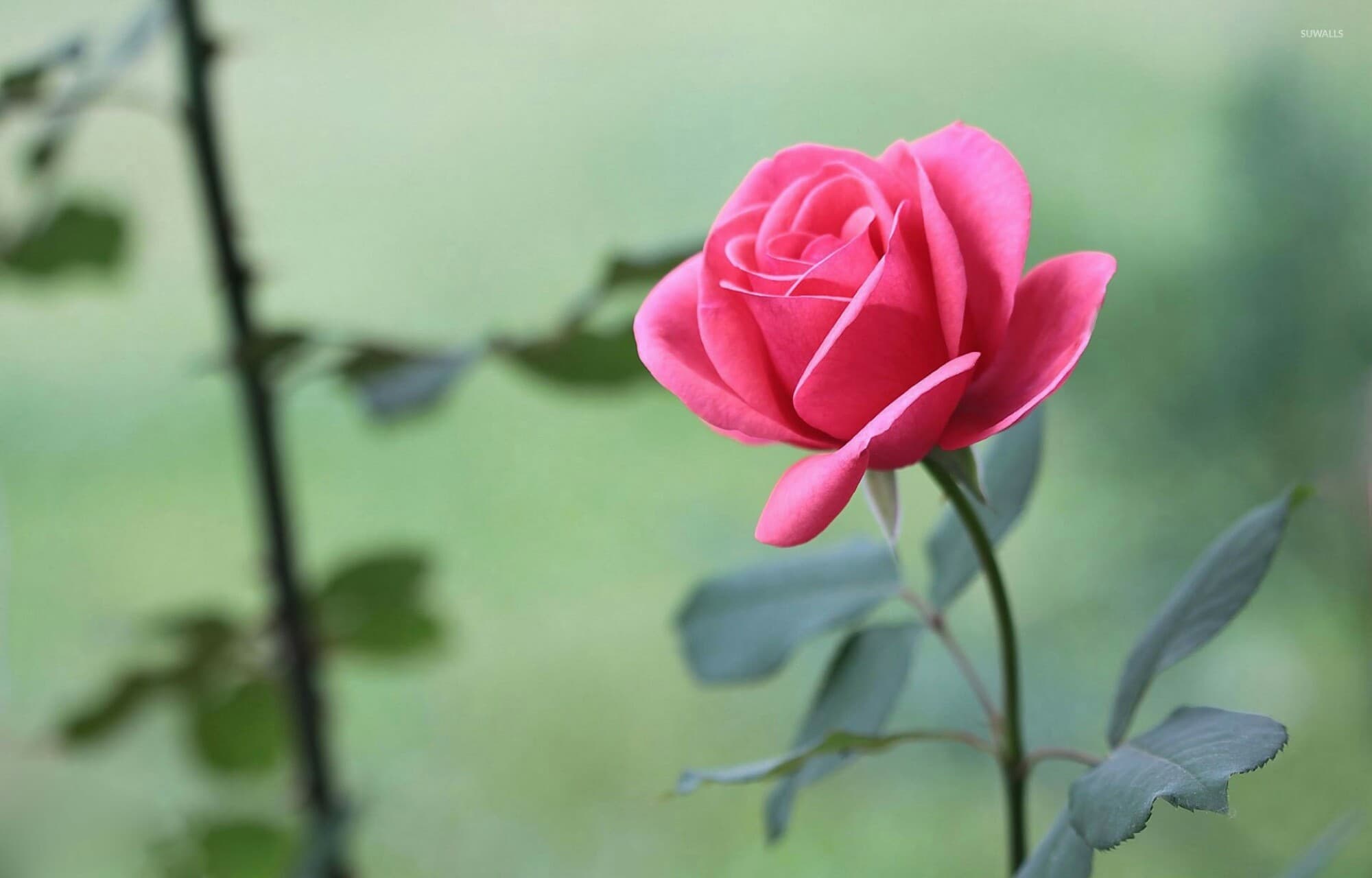 flor