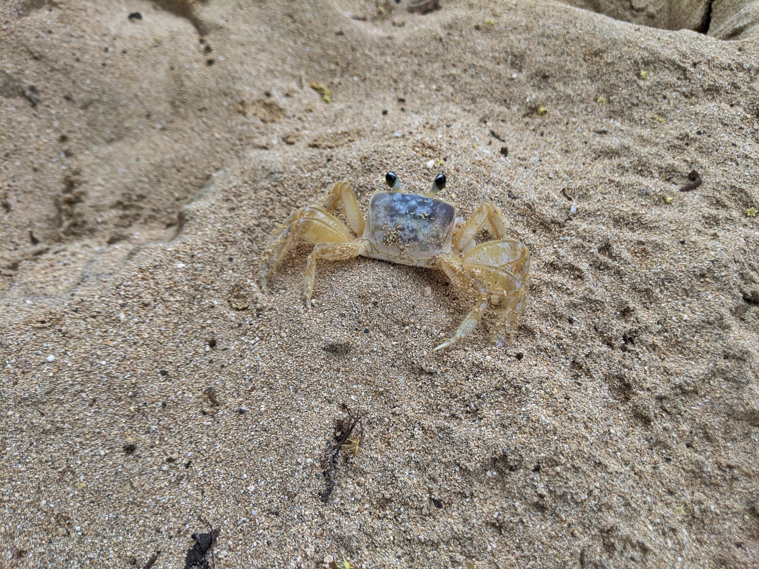 Crab